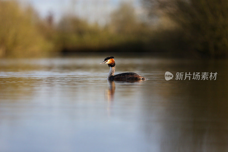 大山脊grebe (Podiceps crista)